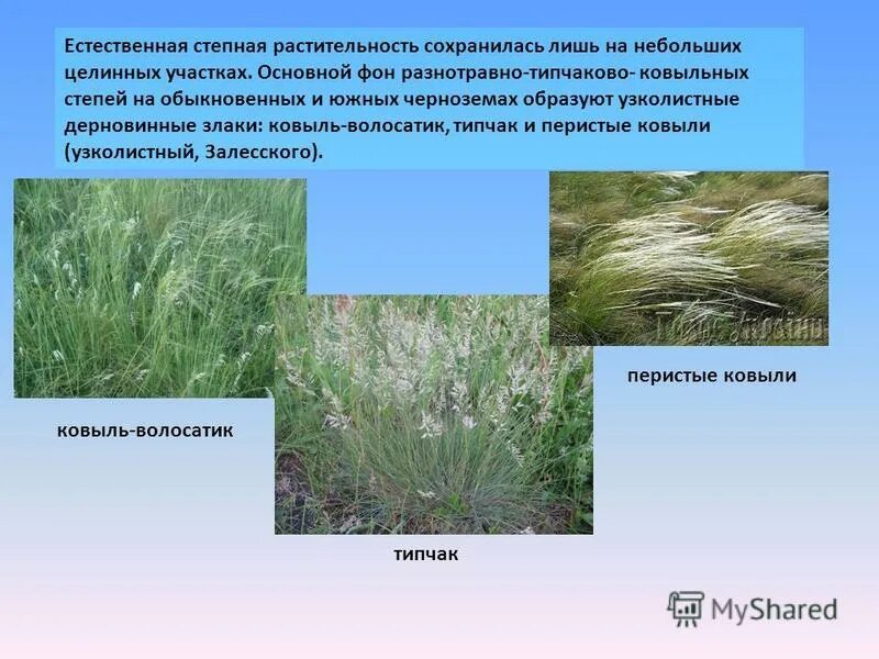 ковыль перистый. ковыль перистый алтай. дерновинные злаки ковыль волосатик. ковыль перистый. дерновинные злаки ковыль волосатик.