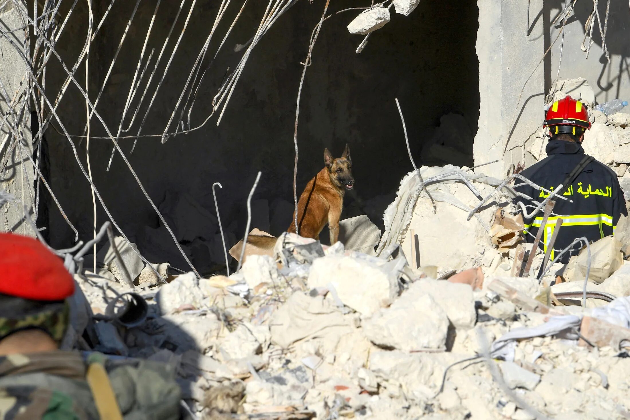 Спасенные землетрясение. Собаки спасатели в Турции 2023. Землетрясение спасатели. Собаки поисковики в завалах.