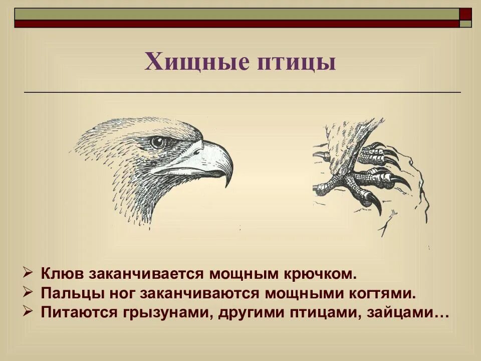 Особенности внешнего строения соколообразных