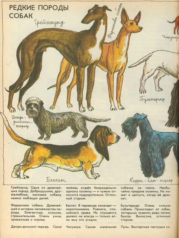 Древние собаки. Породы собак названия. Древняя порода собак. Породы собак с фотографиями и описанием.