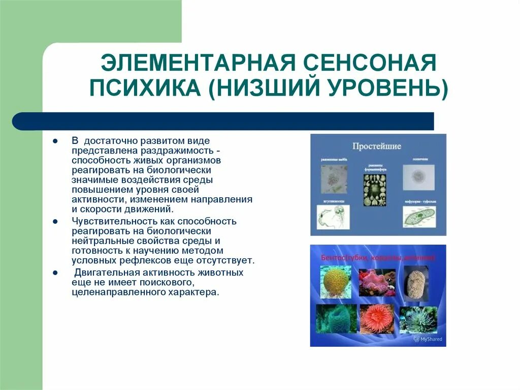 Сенсорный уровень. Биологически значимые воздействия. низший уровень элементарной сенсорной психики простейшие. основные уровни развития психики живых организмов. раздражимость и чувствительность в психологии.