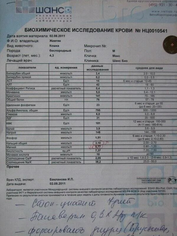 Подготовка к сдаче анализов биохимии. Анализ крови. Биохимический анализ крови. Биохимия крови анализ. Анализ крови собаки.