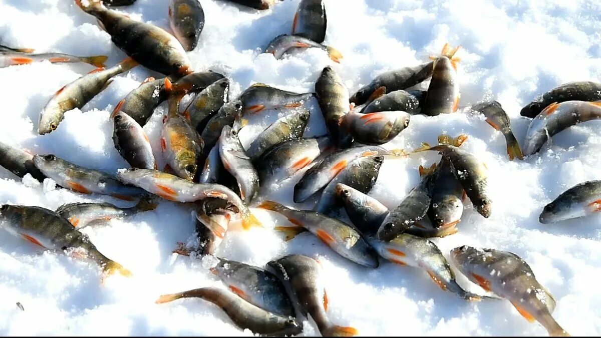Клев окуня зимой. Окунь в глухозимье. зимняя рыбалка на окуня на мормышку в глухозимье. окуневые мормышки в глухозимье. мормышка на окуня зимой.