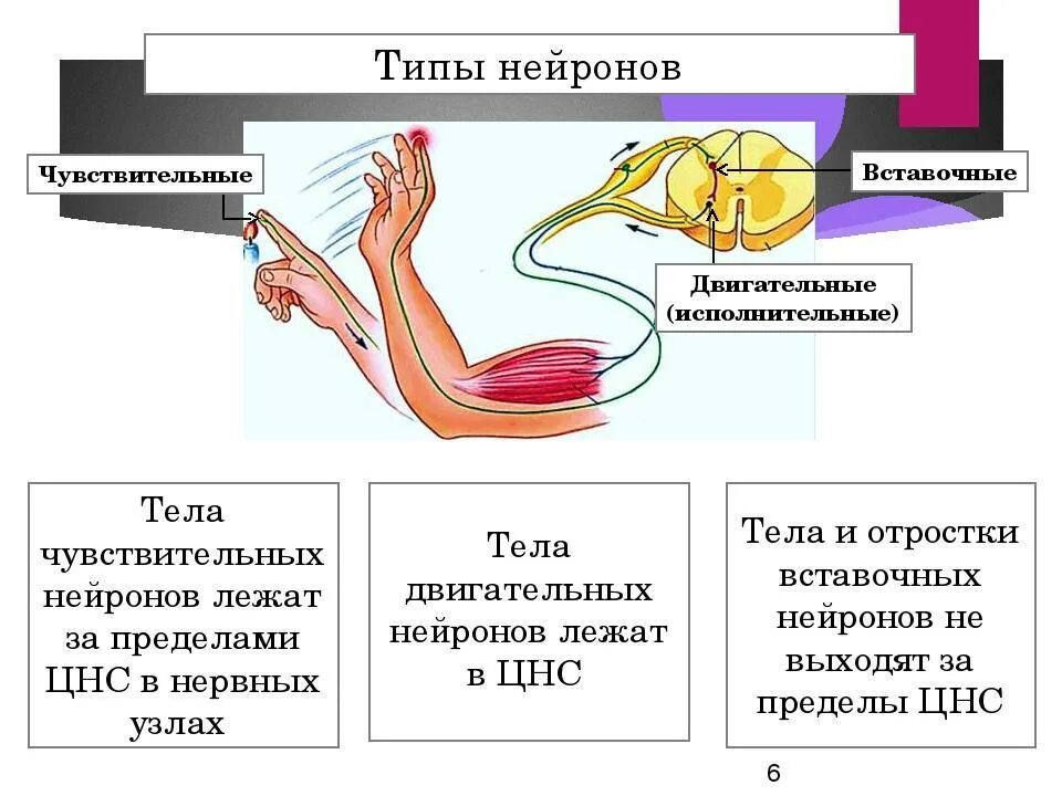 Чувствительный вставочный и двигательный Нейроны. Дыигалетные, чувствительные вставочнвставочные Нейроны. Схема чувствительного и двигательного нейрона. Нервная система чувствительный Нейрон.