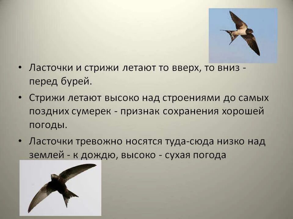 Ласточка стремительно и низко пролетает над прудами. Ласточки и Стрижи летают низко. Интересные факты о Стрижах. Стриж и Ласточка. Низко летают Стрижи примета.