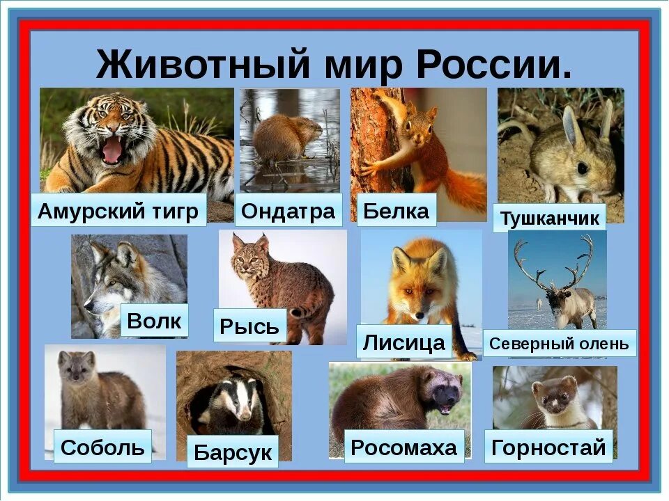 Каких животных ты знаешь. Список животных. Животные которые обитают в России. Название зверей. Дикие животные список.