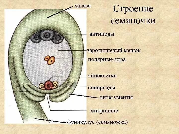 Под каким номером на рисунке