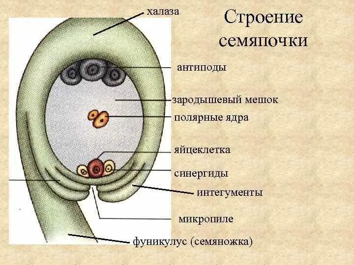 Зародышевый мешок у цветковых. Строение зародышевого мешка у покрытосеменных. Восьмиядерный зародышевый мешок Центральная клетка. Схема развития зародышевого мешка. Рисунок женского гаметофита