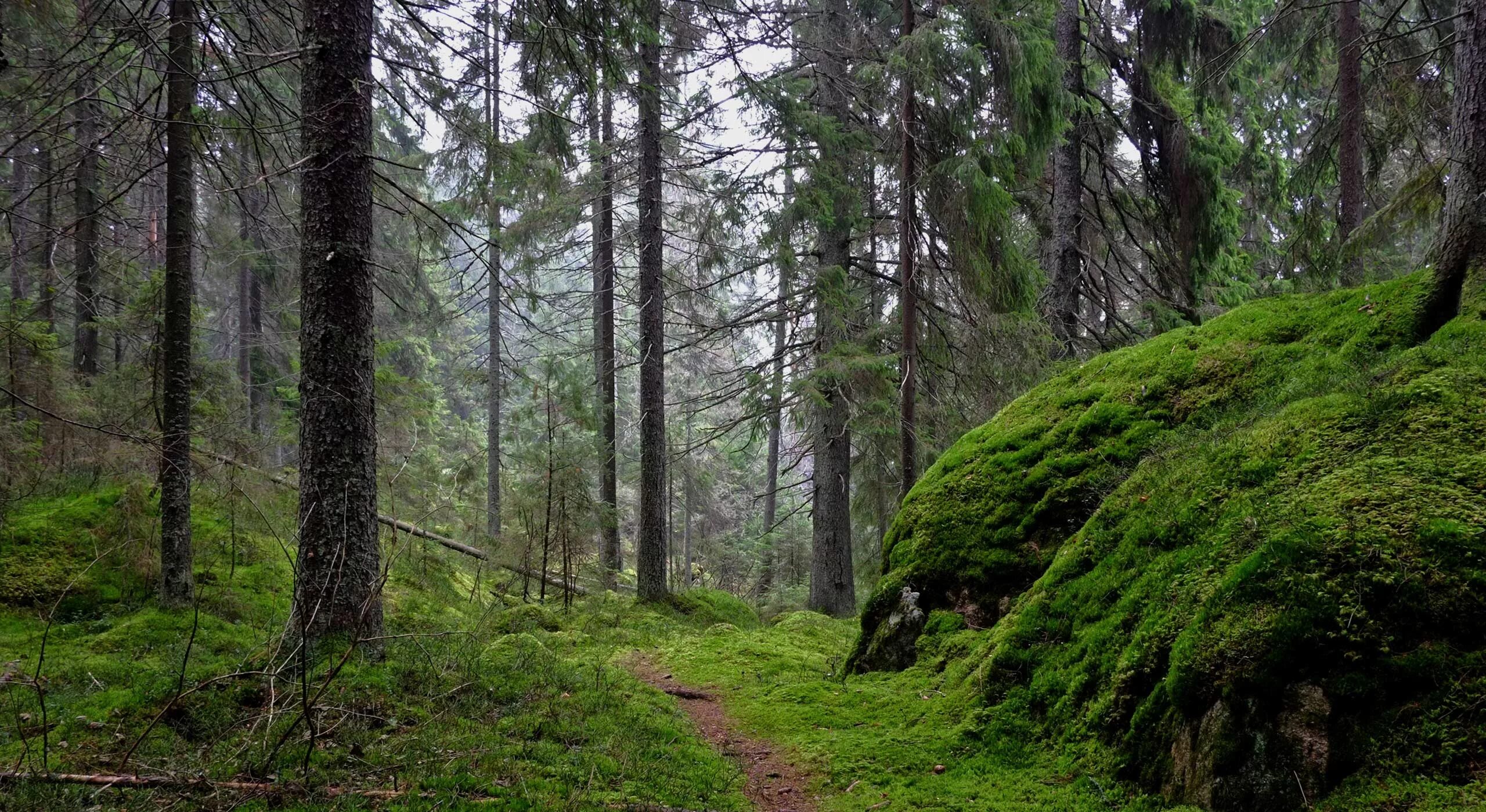 красивые овраги. венерины холмы. тропка в лесу. лесные дебри. комарово лес.