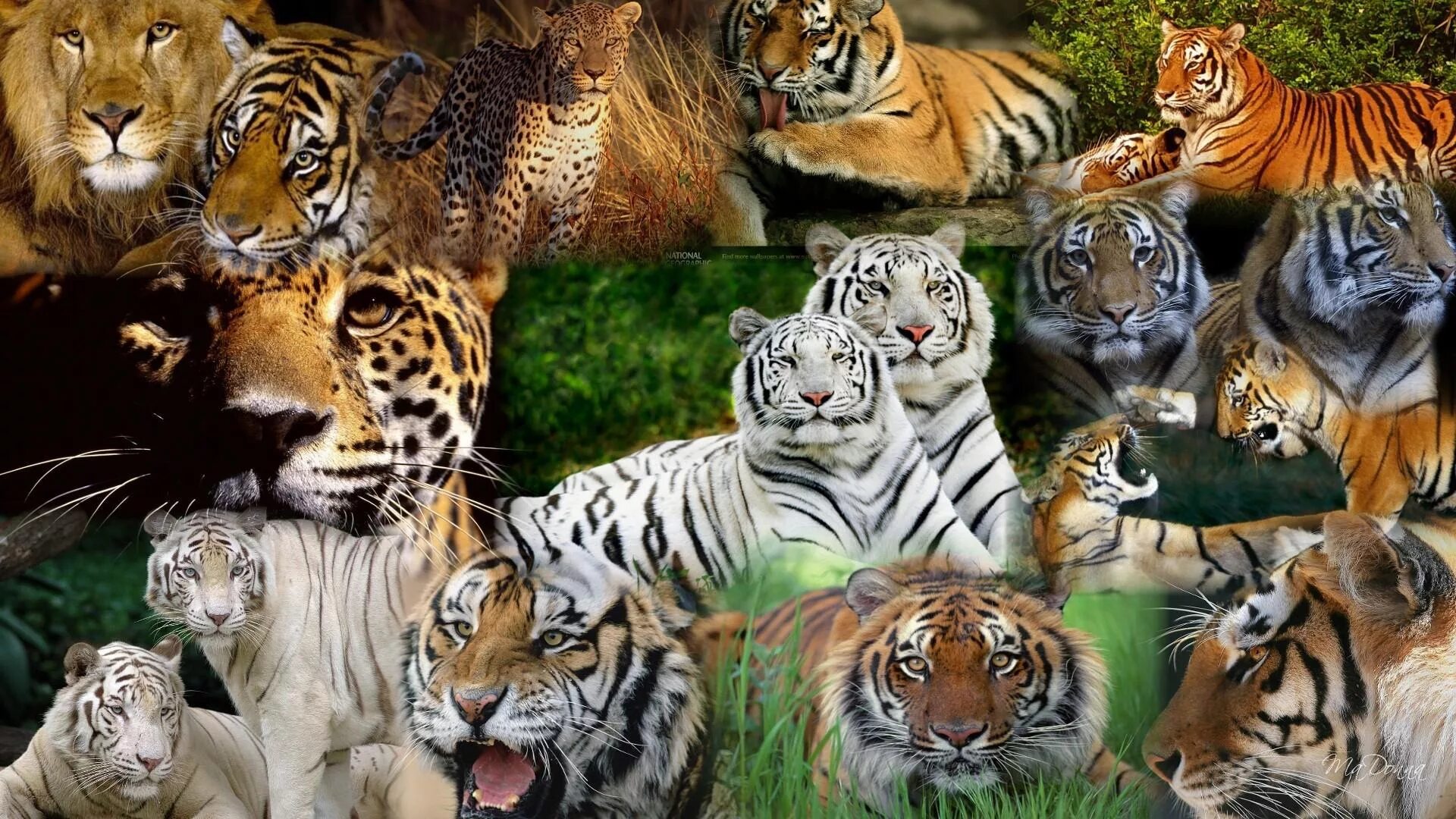 Тигр леопард гепард Ягуар. Лев тигр леопард Ягуар. Ягуар Тигар леопард Гепар. Тигр Лев и леопард.