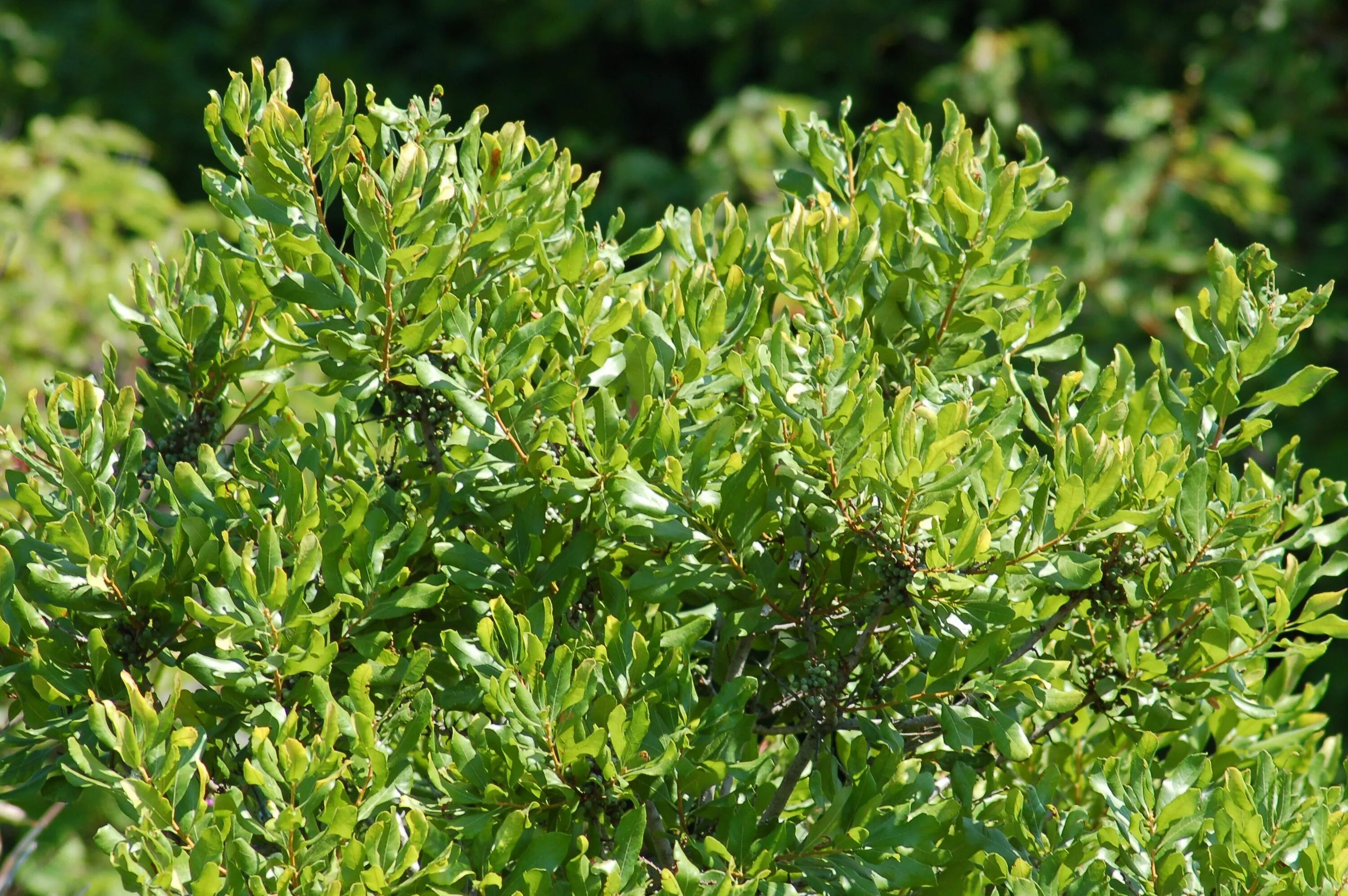 Myrica pensylvanica Мирт пенсильванский (восковница пенсильванская). Northern Bayberry куст. Northern Bayberry растение. Восковница кустарник.