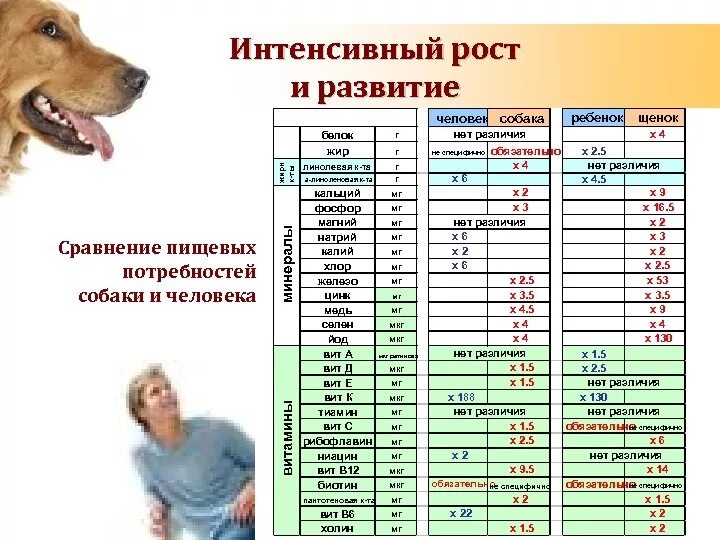 Средняя Продолжительность жизни собак дворняжек. Средний Возраст пород собак. Продолжительность жизни собак по породам таблица средняя. Продолжительность жизни собак таблица.