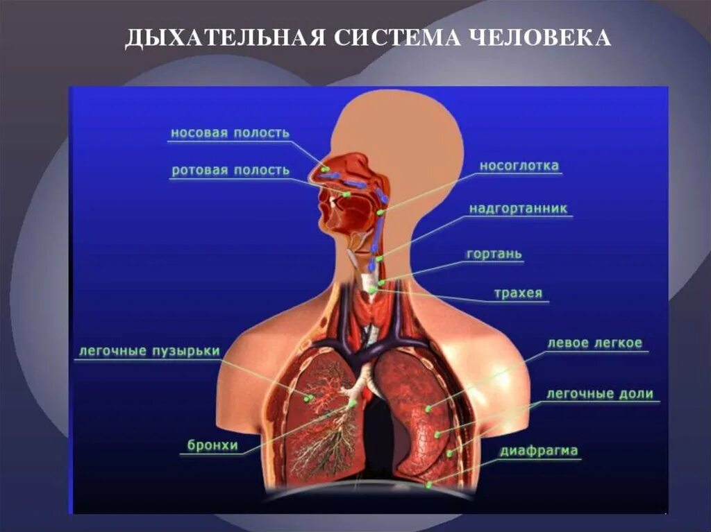 Дыхательные пути картинки фото - ViktoriaFoto.ru