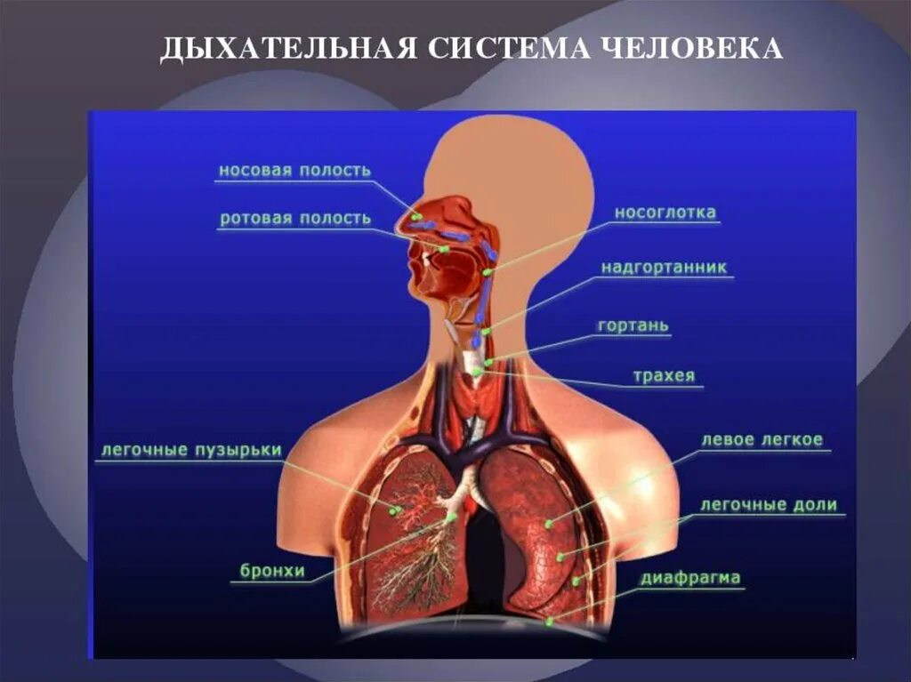 Анатомические образования относящиеся к дыхательной системе. Как состоит дыхательная система. Строение человека внутренние органы дыхательная система. Дыхательнаяьсистема.человека.