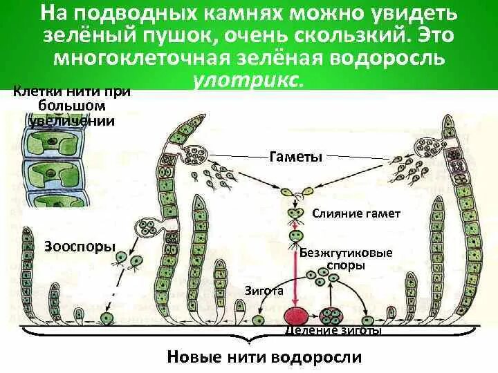 Многоклеточные зеленые водоросли улотрикс. Клетки нити улотрикса. Строение многоклеточных водорослей. Многоклеточные водоросли строение клетки. Чем представлен гаметофит у улотрикса