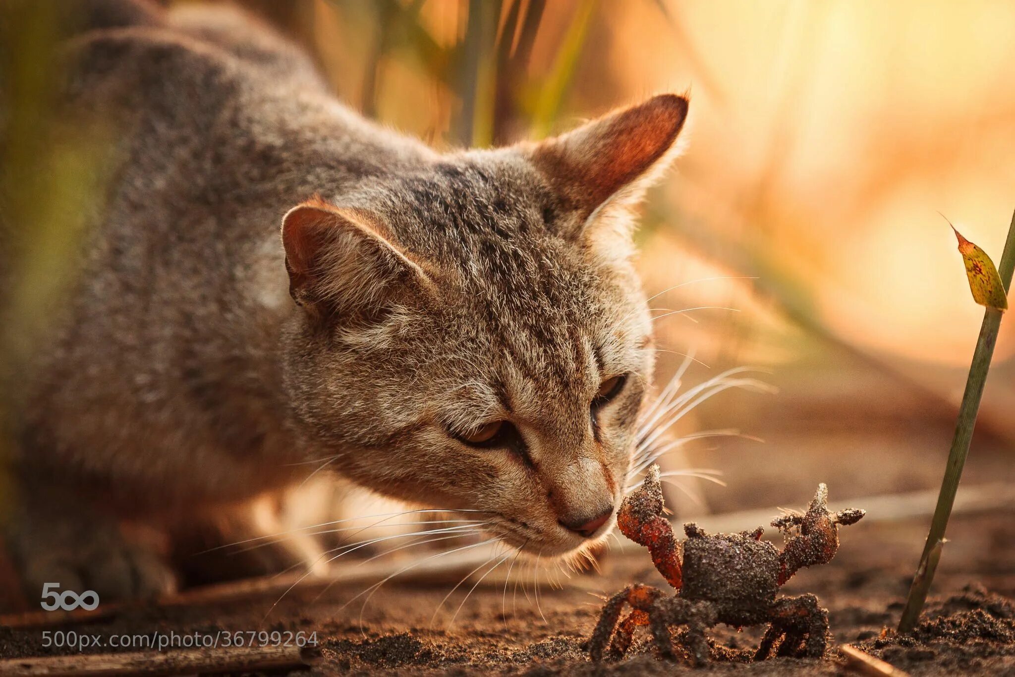 Grateful cat