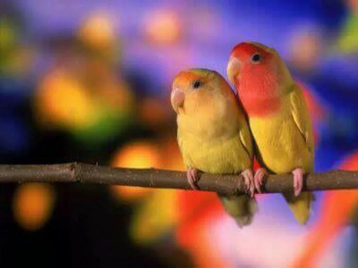 I love birds