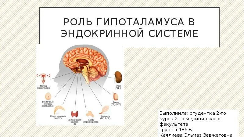 Функции нейрогормона. Функции нейрогормона