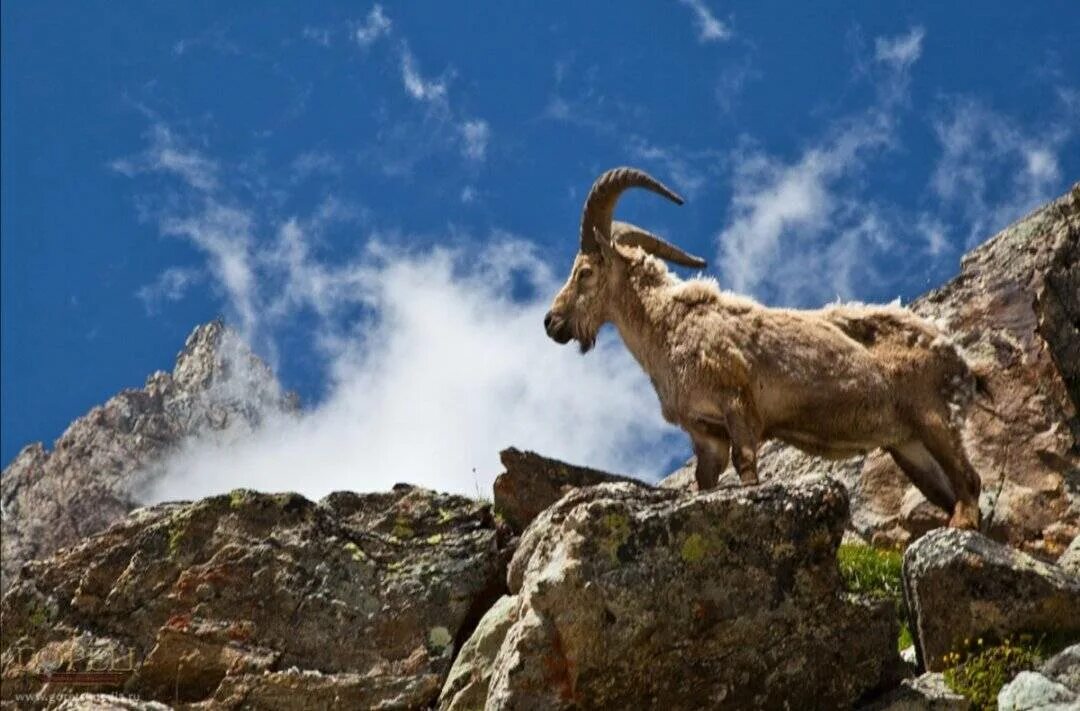 Альпийский горный козел ибекс. Горный козел памира 4. Горный козел памира. Тебердинский заповедник серна. Горный козел памира 4.