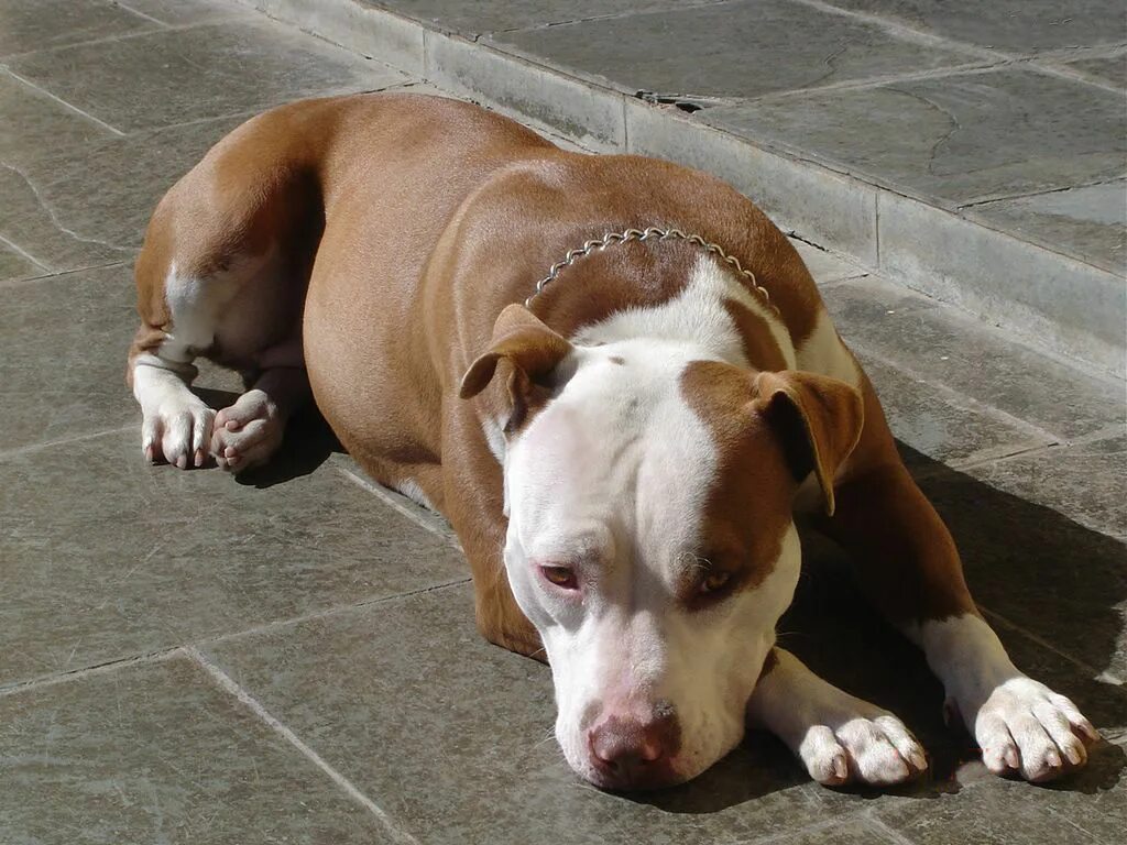 Pitbull brown