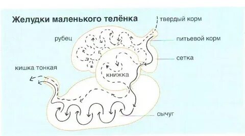 Рубец желудок
