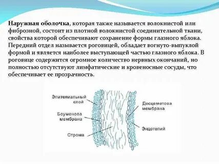 Соединительная тканная оболочка