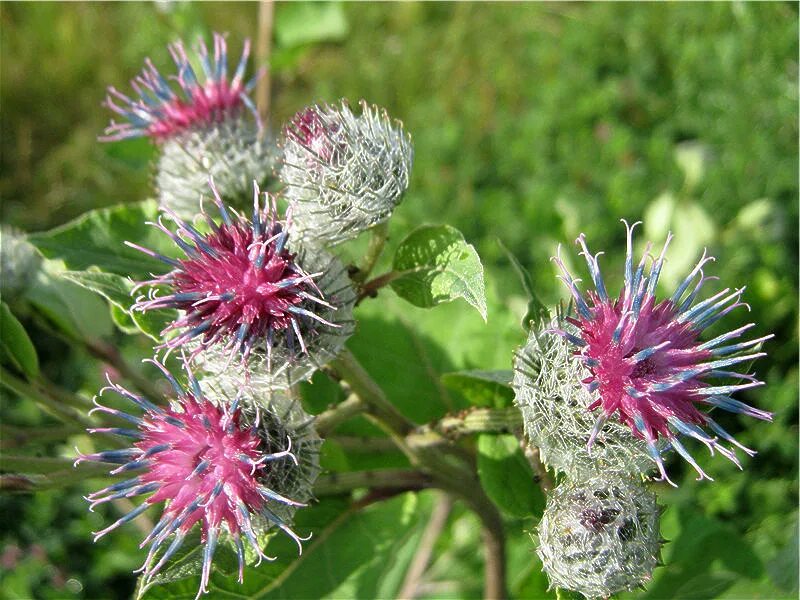 Цвет лопуха. Лопух паутинистый (Arctium tomentosum). Репейник медонос. Лопух паутинистый (войлочный). Репейник паутинистый.