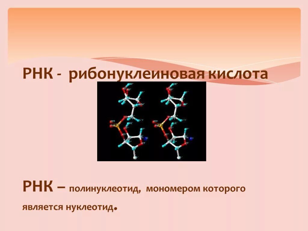 Полинуклеотид РНК. Рибонуклеиновая кислота. Органические вещества клетки РНК. Мономер РНК.