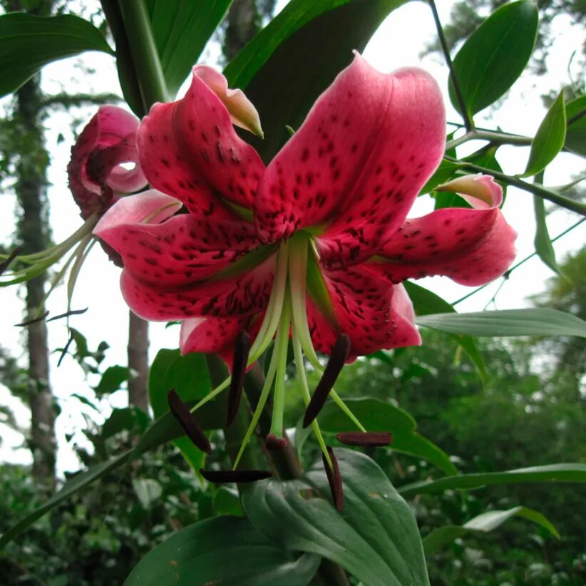 Лилия прекрасная рубрум. Лилия Специозум рубрум. Лилия speciosum rubrum. Speciosum rubrum Uchida Лилия. Лилия СП рубрум.