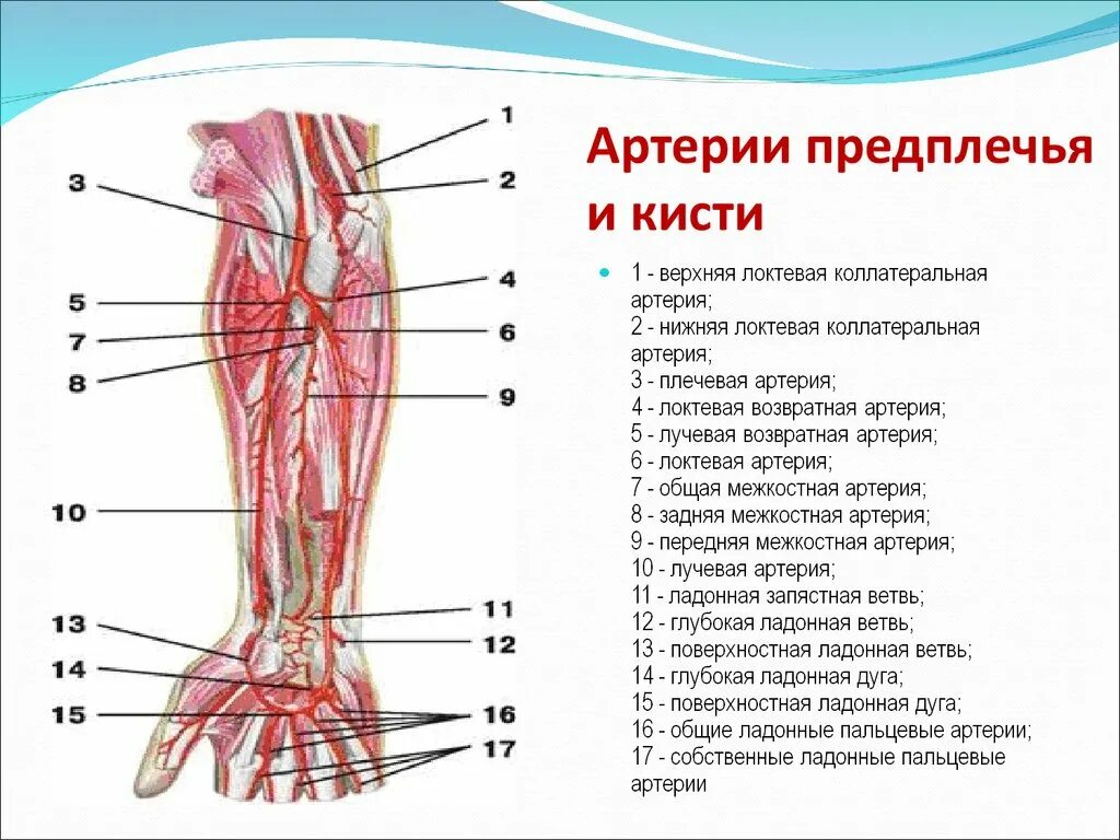 Правая лучевая артерия. Лучевая артерия анатомия схема. Артерии верхней конечности артериальная сеть локтевого сустава. Локтевая возвратная артерия. Кровоснабжение кисти ладонная поверхность схема.