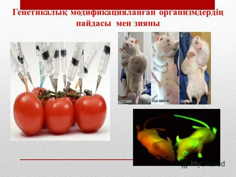 гмо презентация. гмо пайдасы. гмо пайдасы. гмо пайдасы. генная модификация.