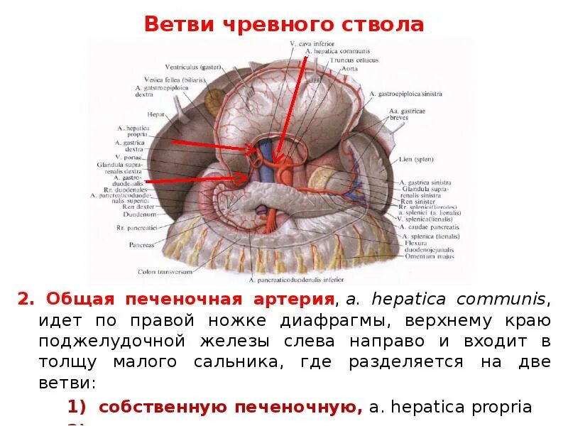 Чревный ствол брюшной аорты анатомия. Синтопия чревного ствола. Ветви чревного ствола анатомия. Чревный ствол анатомия УЗИ.