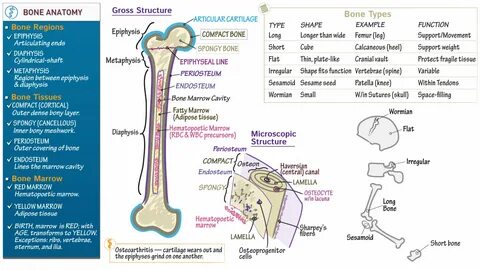 Ground bone