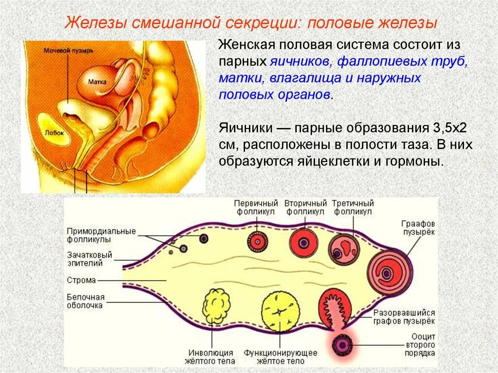 Женская половая система. Строение женской половой системы. Схема женской половой системы. Женская половая система яичники.