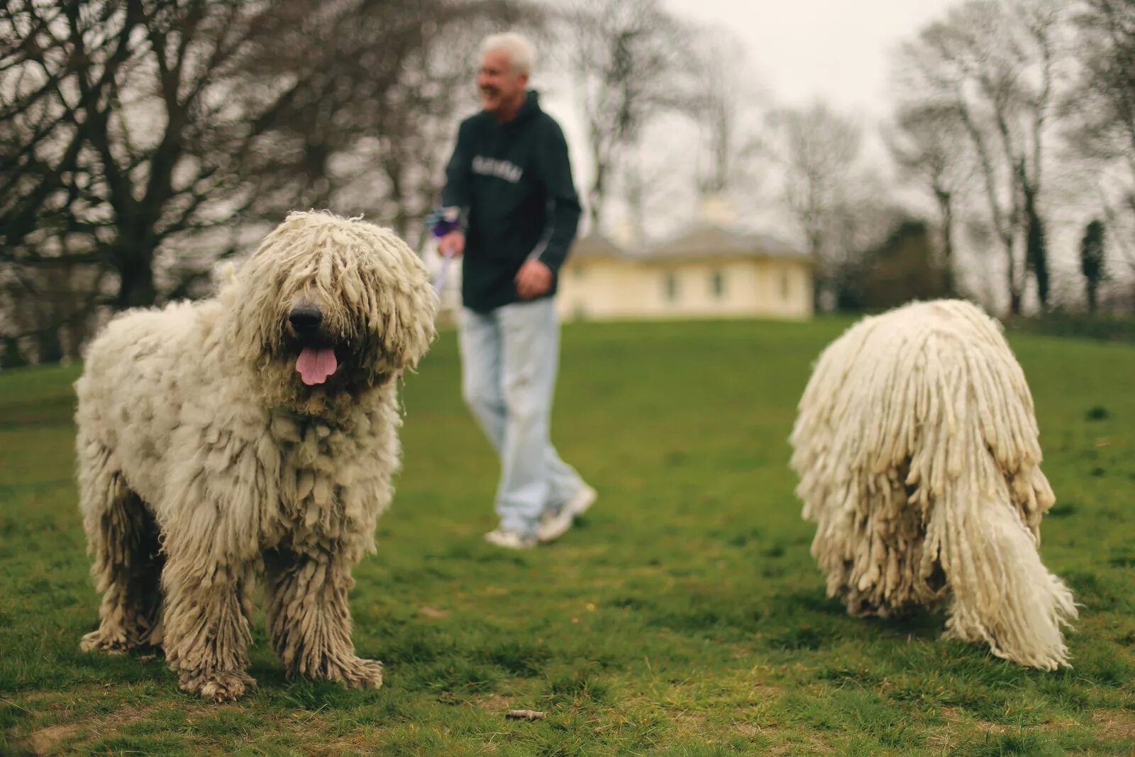 Венгерская овчарка. Комондор венгерская овчарка. Комондор венгерская овчарка. Венгерская овчарка. Бергамская овчарка командор.