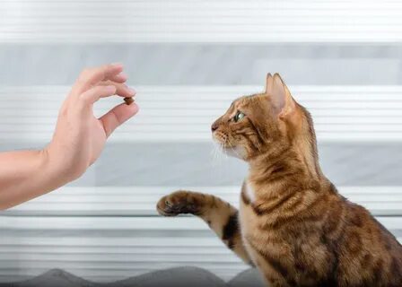 Как научить кота дай лапу
