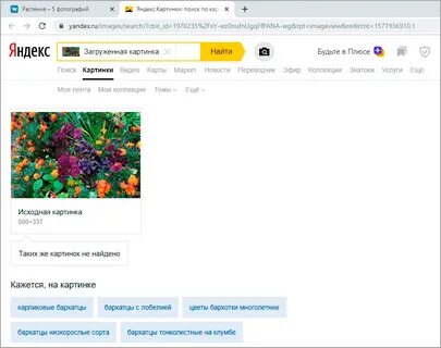 В яндексе пропали картинки и видео