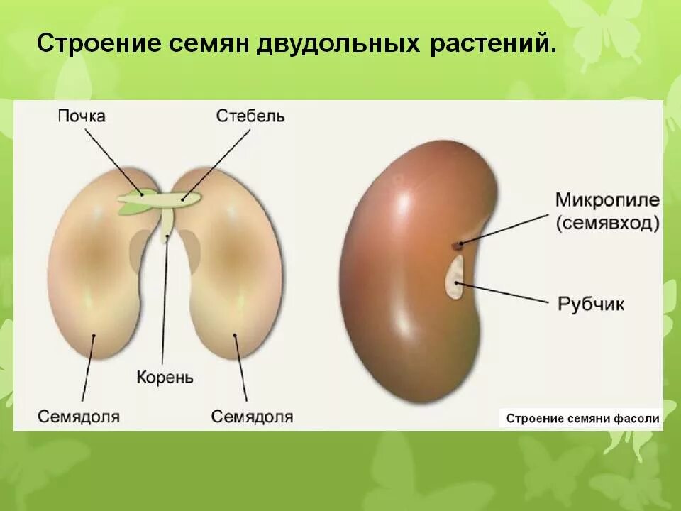 Содержимое семени. Строение двудольного семени фасоли. строение двудольного семени. части семени двудольного растения. строение семени двудольного растения фасоли.