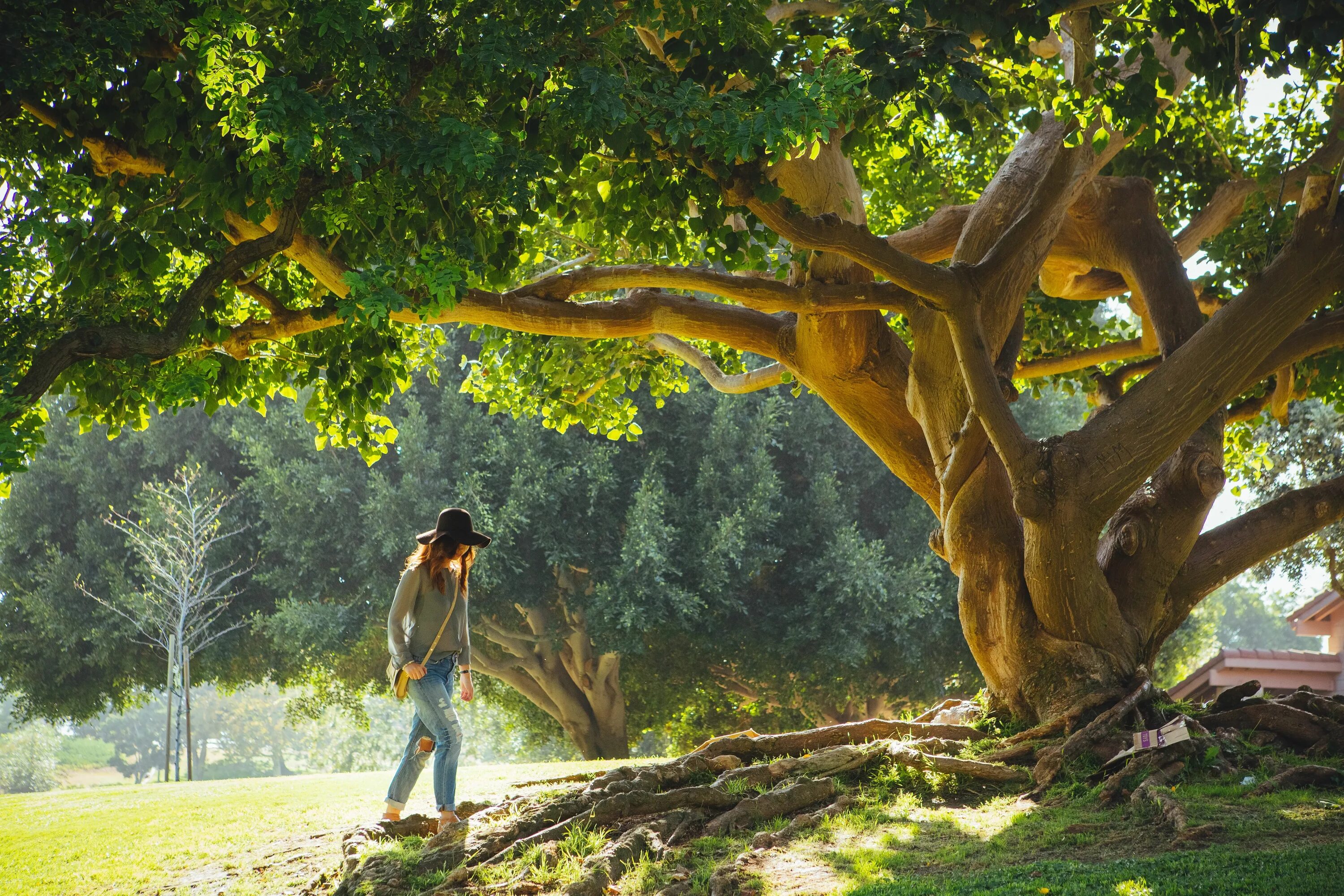 Человек под дубом. Милорн дерево. 1300-Летний дуб в урочище Юзефин. Базиличное дерево. Огромный дуб.