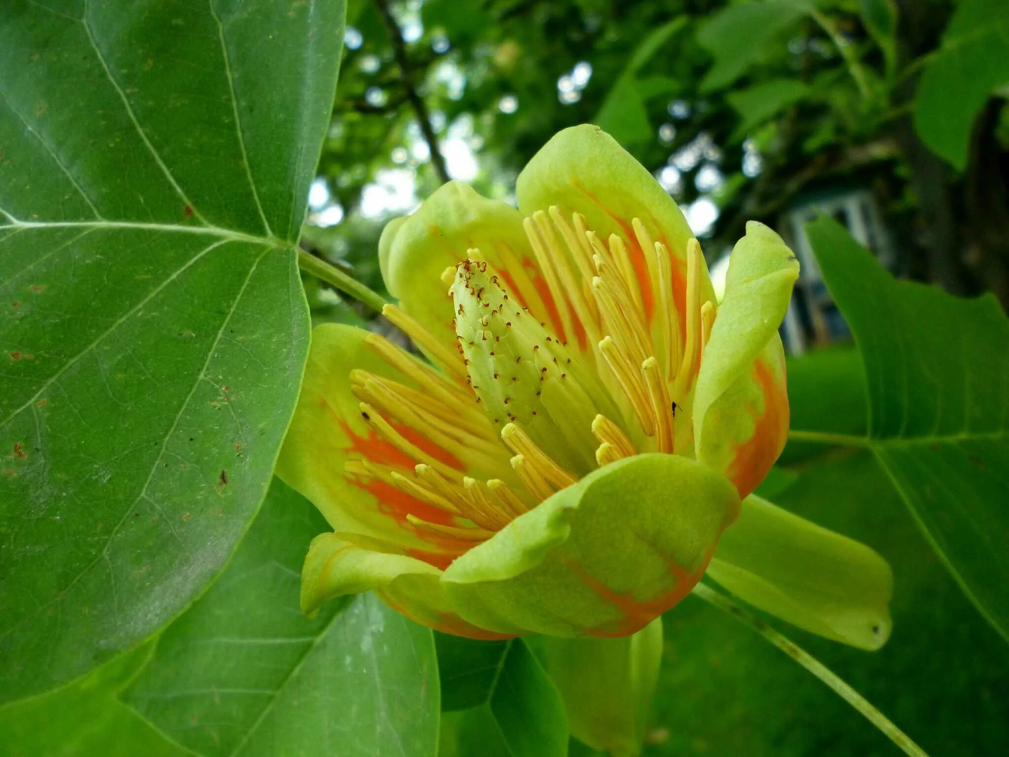 Тюльпановое дерево Лириодендрон. Лириодендрон Тюльпановый. Liriodendron tulipifera тюльпановое дерево. Тюльпанное дерево (Liriodendron tulipifera). Дерево тюльпанов в головинке