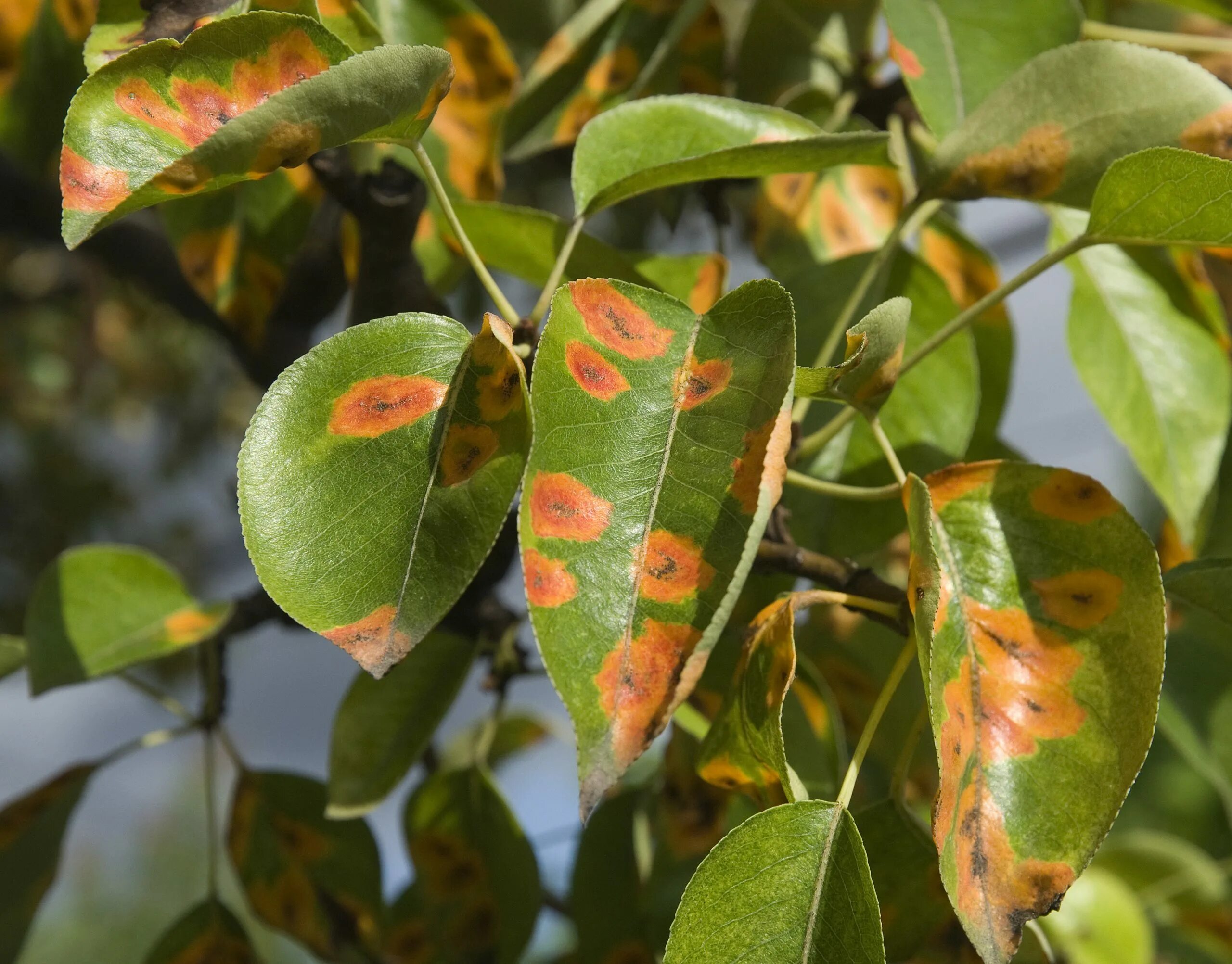 Plant disease. Парша (фитопатология). Антракноз яблони. Ржавчина груши (ржавчинный гриб). Курчавость груши.