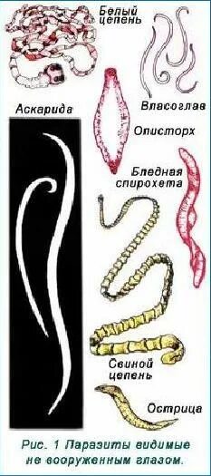 Как понять что в тебе паразиты. Паразиты в организме человека. паразиты в человеческом организме.