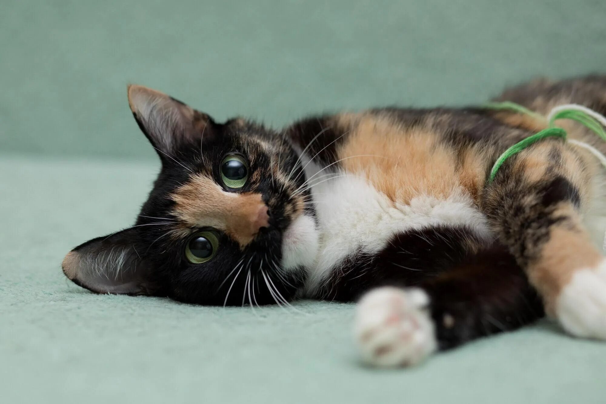 Британская кошка трехцветная. Американская короткошерстная кошка трехцветная. Сиамская черепаховая кошка. Черепаховая кошка Калико. Трехцветная кошечка
