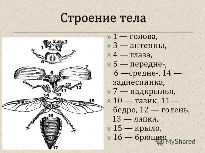 Строение тела класс насекомые. Строение двукрылых насекомых. двукрылые насекомые строение тела. внешнее строение насекомого схема. строение мухи 7 класс биология.
