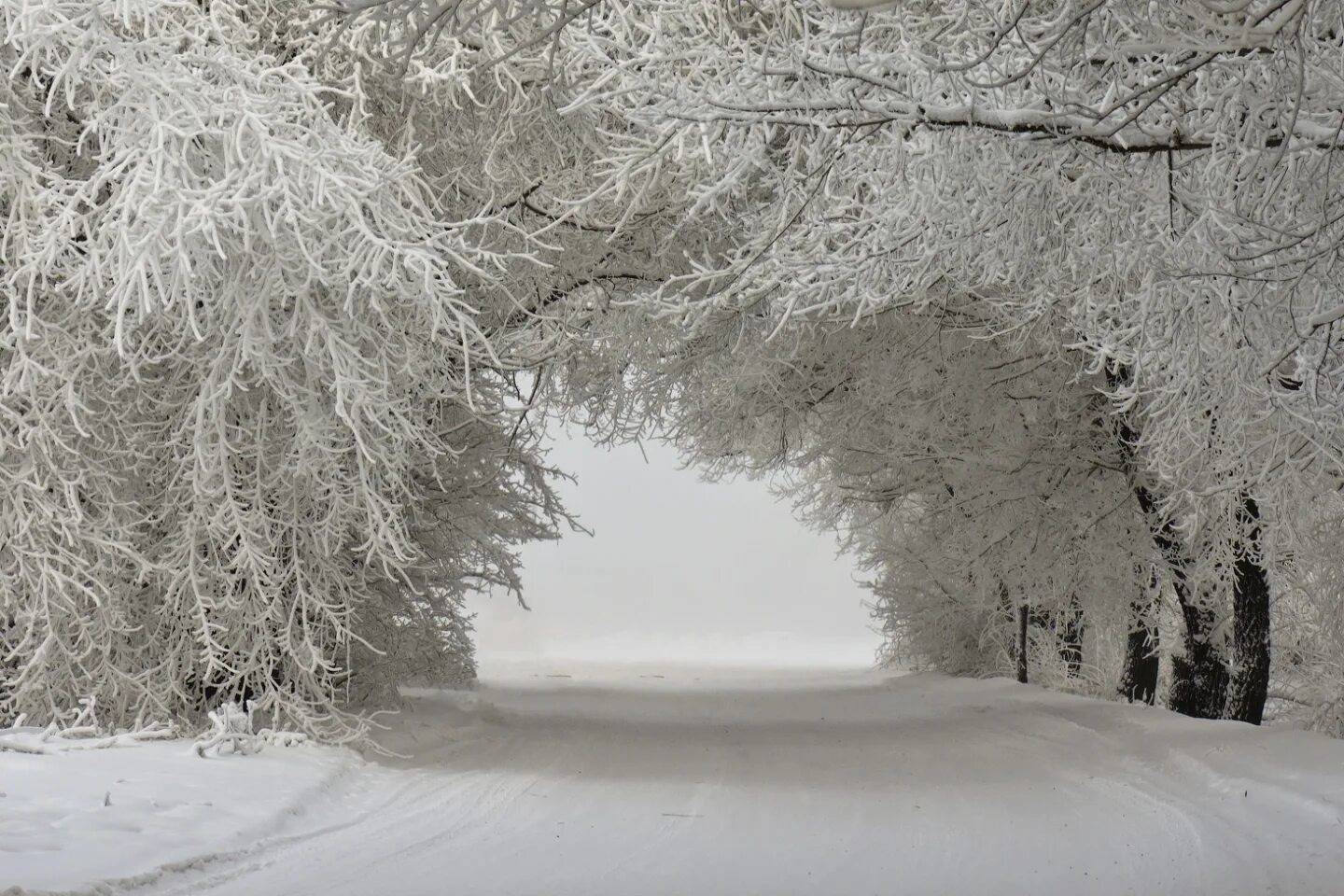 Винтер Сноу. Деревья в снегу. Зимний пейзаж. Снежный пейзаж. Разгар зимы