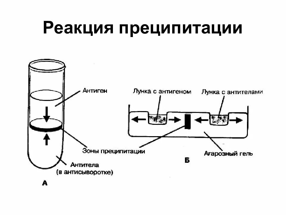 Реакция преципитации микробиология схема. Реакция преципитации микробиология. Компоненты реакции преципитации микробиология. Реакция преципитации по Ленсфильд. Диффузная реакция