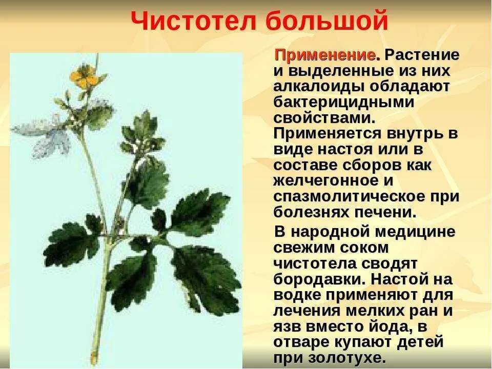 Чистотел лечебные свойства и применение в народной. Трава чистотел лечебные. лечебные растения чистотел. чистотел лесной. чистотел бородавник.