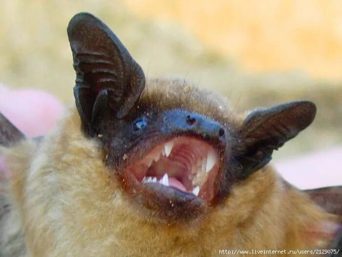 Dementor' Wasps and Long-Fanged Bats! Trove of New Species Found