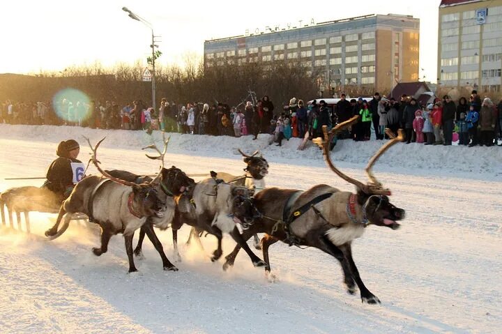 Воркута день оленевода 2022. Воркута праздник севера. Оленьи бега воркута. Гонки на оленьих упряжках воркута. Воркута 26 ноября.