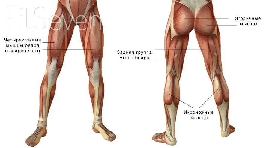 Как выглядит ляжка. Мышцы ног. Мышцы ног названия. Строение мышц ног. Мышцы ног анатомия.